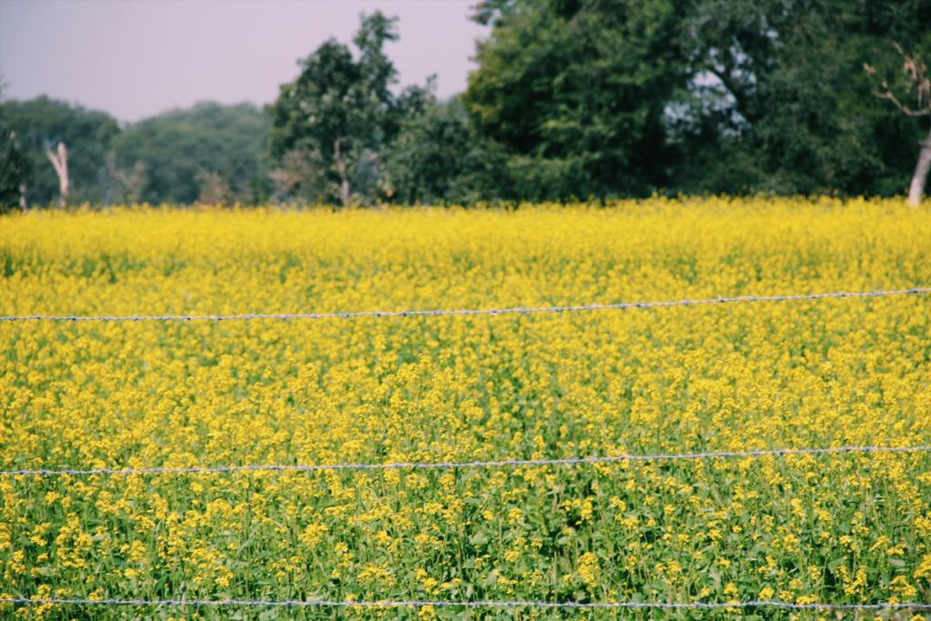 Mustard growing along the way from Udaipur to Chittorgarh