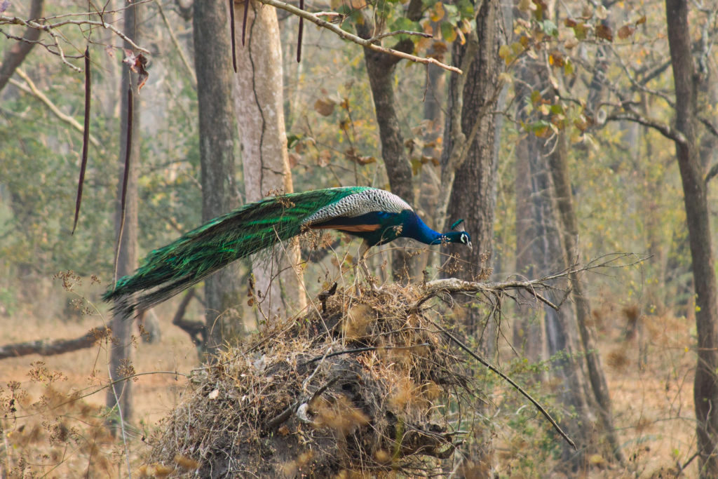 Wild Peacocks rule the roost